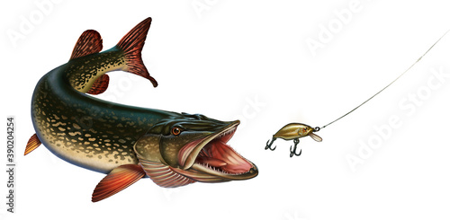 The pike hunts for the golden wobbler bait. Great northern pike on the hunt illustration isolate realistic art.