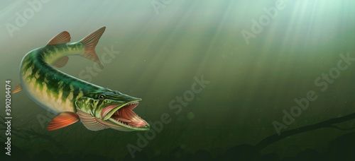 American red-tipped pike with open mouth to attack fish. Grass pike in attack background of water illustration isolate realism art.