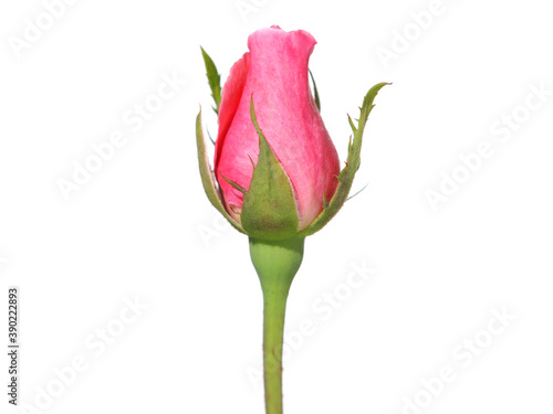 Pink rosebud isolated on white background