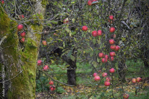 Jabłonie w starym sadzie jesienią