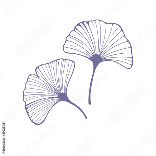 Ginkgo biloba leaf black and white isolated illustration. Vector abstract logo design template in trendy linear minimal style concept for organic food and cosmetics.