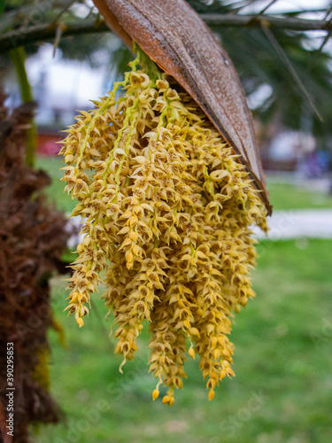 Closeup shot of solitary fishtail palm (Caryota urens) flowers