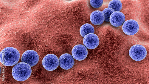 Gram-positive bacteria Streptococcus pyogenes