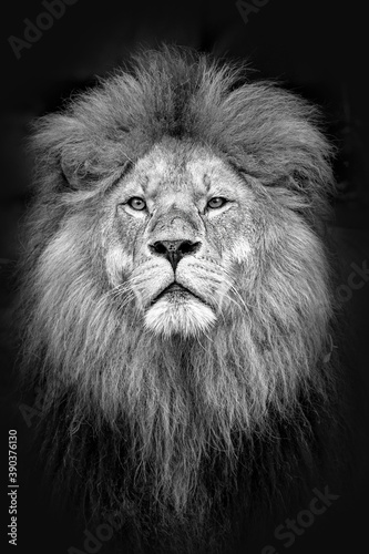 Portrait von Löwen im Tierpark