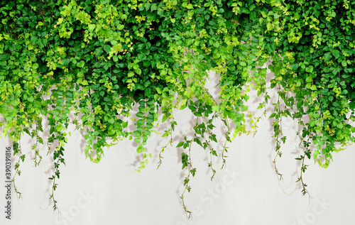 Curly ivy leaves isolated on light background.