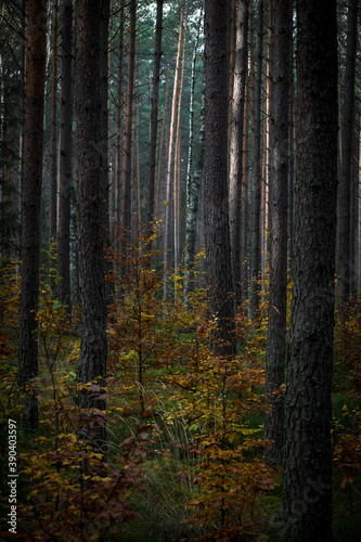 Dark morning in a pine forest. The leaves of deciduous trees have changed their color into yellow and orange. Selective focus on the tree trunks, blurred background.