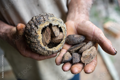 Close up of indigenous native man hand holding Brazil nuts, castanha do para, in the amazon rainforest. Concept of environment, ecology, sustainable economy, conservation, biodiversity, healthy food.