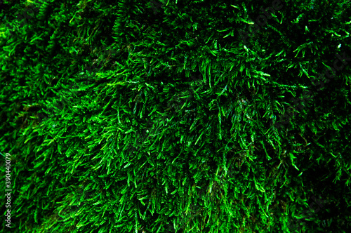 green moss near the tree. shaggy green surface. emerald fiber background