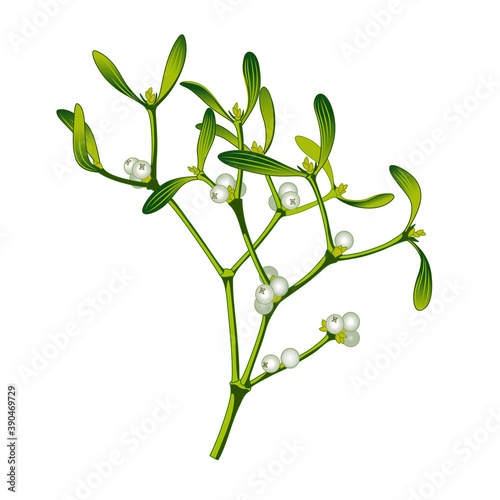 Vector realistic image of mistletoe white isolated. Set of hand drawn mistletoe branches and berries. Vector illustration sketch on white background for a greeting card. Vector graphics.