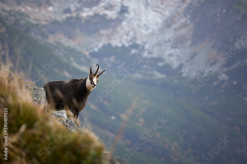 Tatra chamois (Rupicapra Rupicapra Tatrica) standing on the rock. Wild mammal, nature photography. The high Tatras.