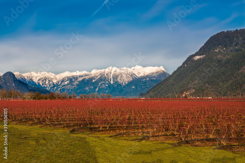 Blueberry plantation in a mountain valley, a field planted with orange blueberry bushes against the backdrop of a mountain range with snow-covered peaks and a blue sky