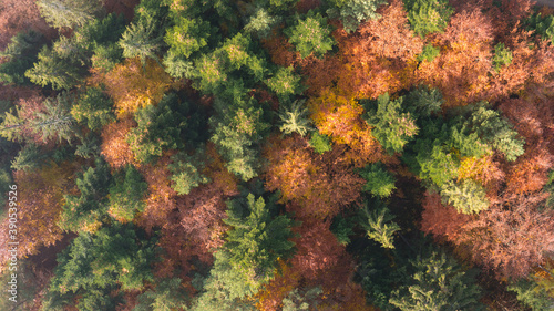 Aerial autumn forest pattern with pinetrees and colorful leaves