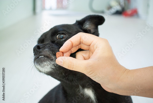 犬の仕草 嫌がる