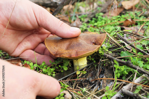 close-up hands hold a knife and cut a mushroom background forest soil, grass