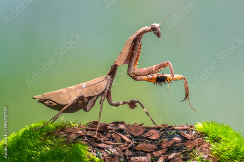 close up of praying mantis