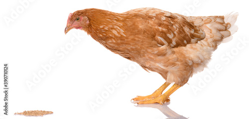 one brown chicken pecking grains, isolated on white background, studio shoot