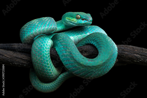 blue insularis viper snake