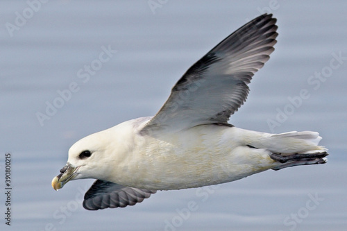 Northern Fulmar (Fulmarus glacialis) in flight, Mounts Bay, Cornwall, England, UK.