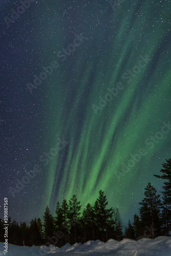 aurora boreal en vertical surgiendo tras el bosque