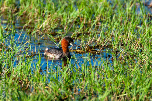 Little Grebe at Lake Nakuru in Kenya Africa