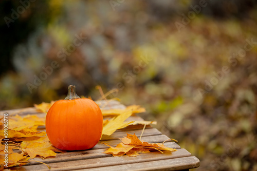 Pumpking and muple leaves on a table in a garden