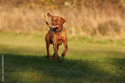 A young Visla running in the soft Autumnal golden light