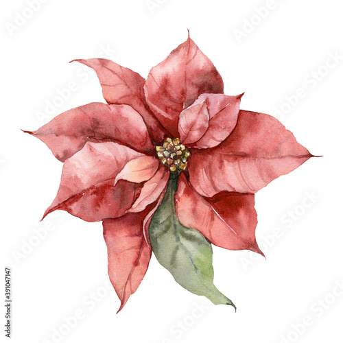 Watercolor Christmas poinsettia and leaves. Hand painted holiday card with red flower isolated on white background. Floral illustration for design, print, fabric or background.