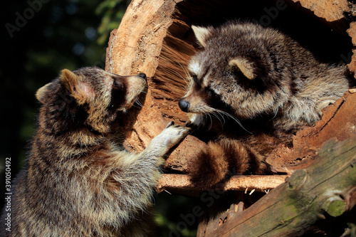  Waschbär (Procyon lotor) auch Nordamerikanischer Waschbär, Pärchen vor Höhle