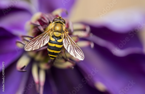 clematis and hoverfly