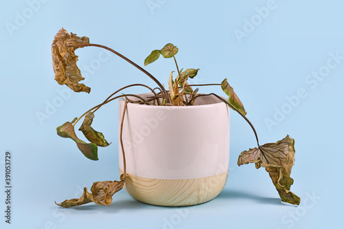 Neglected dying house plant with hanging dry leaves in white flower pot on blue background