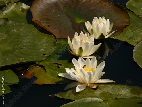 European white water lily (Nymphaea alba) - three white nenuphars on the water, Gdansk, Poland