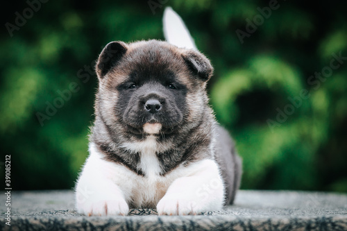 American akita cute puppy outside in the beautiful park. Akita litter in kennel photoshoot. 