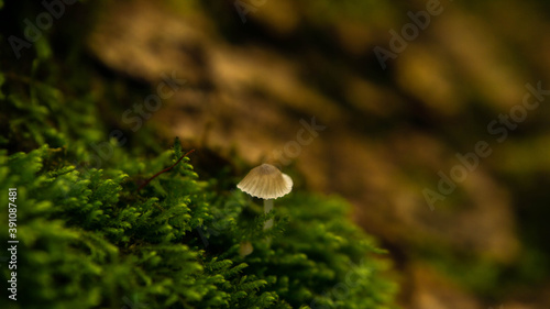 small cute mushrooms growing among the green succulent moss
