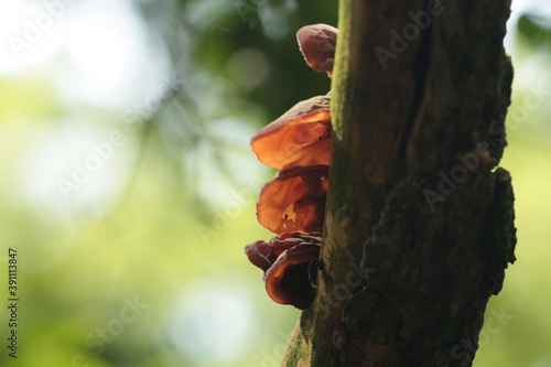 Uszak bzowy, Auricularia auricula-judae, Wood Ear