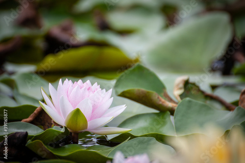close up blooming pink waterlily or pink lotus in lake