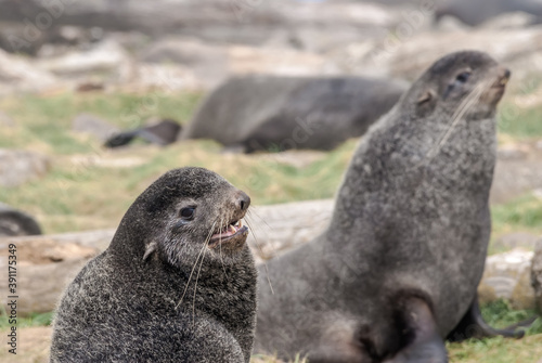 Northern Fur Seal (Callorhinus ursinus) at hauling-out in St. George Island, Pribilof Islands, Alaska, USA