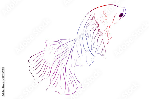 Simple Outline Vector Betta or siamese fighting fish, Giant Half Moon, on White background 