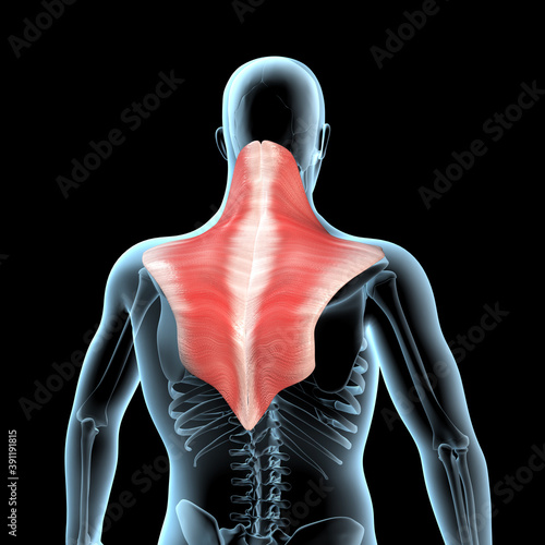 3d Illustration of the Trapezius Muscles Anatomical Position on Xray Body