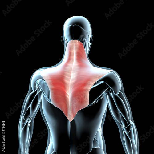 3d Illustration of the Trapezius Muscles on Xray Musculature