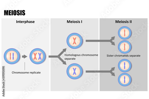 Diagram of Meiosis, Process reduces chromosome from diploid to haploid