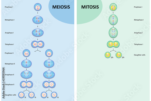 Diagram comparison of Meiosis and Mitosis, Process cell division