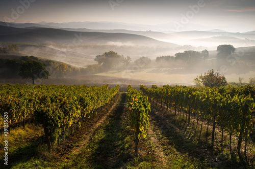 beautiful vineyard valley in autumn colors, landscape covered by decent fog with sun light going through, italy, tuscany