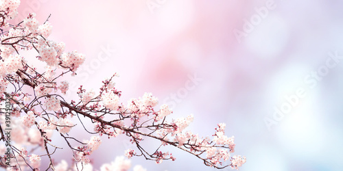 Horizontal spring banner with sakura flowers