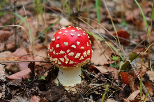 a young fly agaric with a red hat with white streaks close up. beautiful strong poisonous mushroom. fly agaric is an inedible mushroom. hazardous to health. in the forest a poisonous mushroom