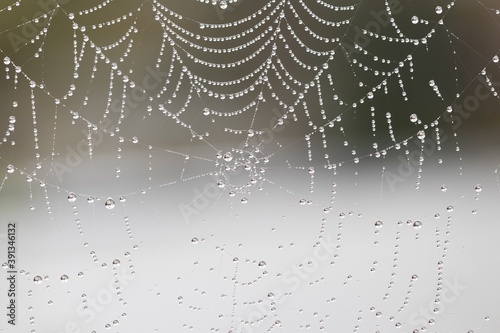 Gorgeous thin spider web covered with water drops after fog, world wide web concept - internet