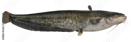 Freshwater fish isolated on white background closeup. The wels catfish also called sheatfish is a fish in the catfish family .Siluridae, type species: Silurus glanis