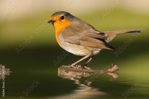 British robin redbreast close up on water