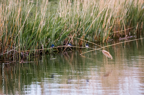 Jaskółki bujające się na trzcinie nad wodą 