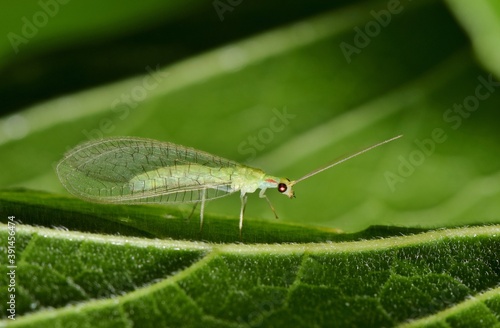 Adult Green Lacewing on a leaf at night. These are beneficial creatures that are natural predators of other insect pests.