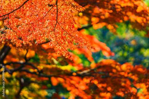 Landscape of Japanese autumn color tree